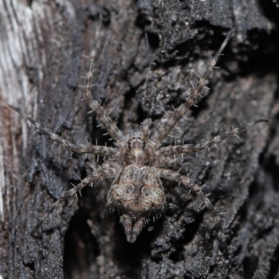 Tamopsis sp. (genus) (Two-tailed spider) at Downer, ACT - 28 May 2021 by TimL