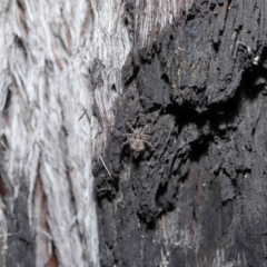 Tamopsis sp. (genus) at Downer, ACT - 28 May 2021