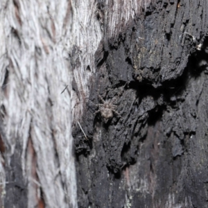 Tamopsis sp. (genus) at Downer, ACT - 28 May 2021