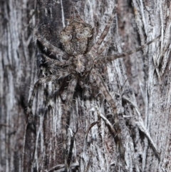 Tamopsis sp. (genus) at Downer, ACT - suppressed