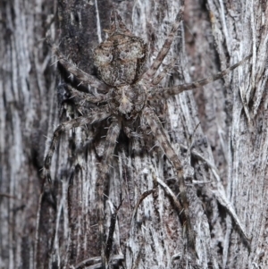 Tamopsis sp. (genus) at Downer, ACT - suppressed