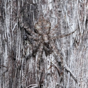 Tamopsis sp. (genus) at Downer, ACT - 28 May 2021