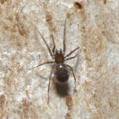 Unidentified Other hunting spider at Acton, ACT - 15 Jun 2021 by TimL