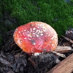 Amanita muscaria (Fly Agaric) at Sullivans Creek, Lyneham South - 16 Jun 2021 by trevorpreston