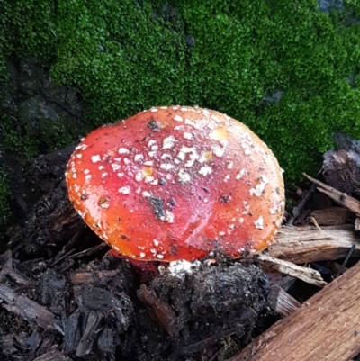 Amanita muscaria (Fly Agaric) at Lyneham, ACT - 16 Jun 2021 by tpreston