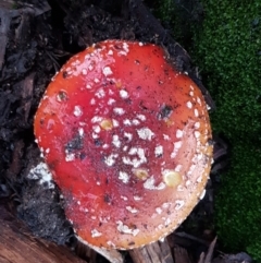 Amanita muscaria at Lyneham, ACT - 17 Jun 2021