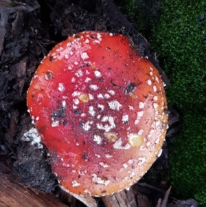 Amanita muscaria at Lyneham, ACT - 17 Jun 2021