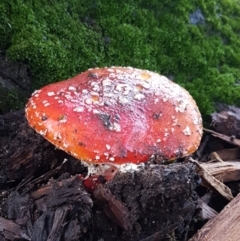 Amanita muscaria at Lyneham, ACT - 17 Jun 2021