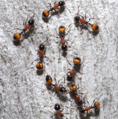 Chelaner kiliani (Kilian's ant) at ANBG - 15 Jun 2021 by TimL