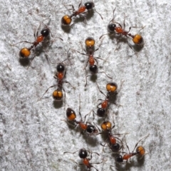 Chelaner kiliani (Kilian's ant) at Acton, ACT - 15 Jun 2021 by TimL