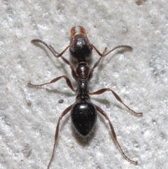 Myrmecorhynchus emeryi (Possum Ant) at Downer, ACT - 15 Jun 2021 by TimL