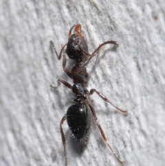 Myrmecorhynchus emeryi at Downer, ACT - 15 Jun 2021 11:39 AM