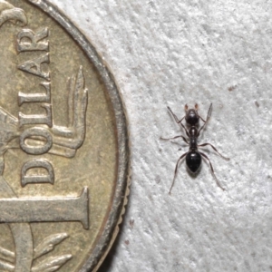 Myrmecorhynchus emeryi at Downer, ACT - 15 Jun 2021