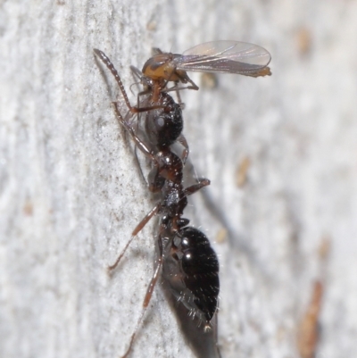 Myrmecorhynchus emeryi (Possum Ant) at Acton, ACT - 15 Jun 2021 by TimL