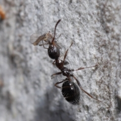 Myrmecorhynchus emeryi at Acton, ACT - 15 Jun 2021