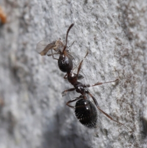 Myrmecorhynchus emeryi at Acton, ACT - 15 Jun 2021