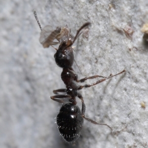 Myrmecorhynchus emeryi at Acton, ACT - 15 Jun 2021