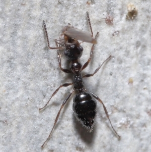 Myrmecorhynchus emeryi at Acton, ACT - 15 Jun 2021