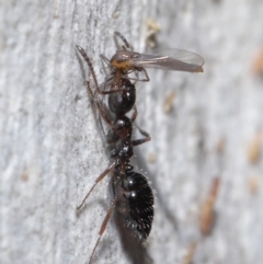 Myrmecorhynchus emeryi at Acton, ACT - 15 Jun 2021