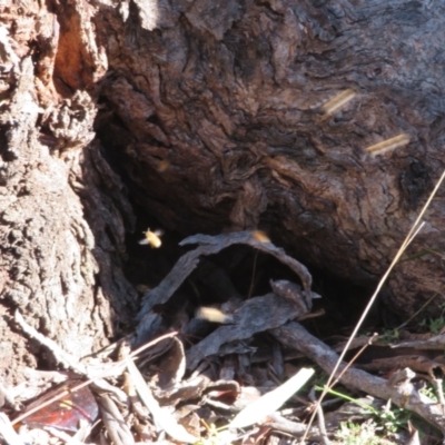 Apis mellifera (European honey bee) at Jerrabomberra, NSW - 16 Jun 2021 by Christine