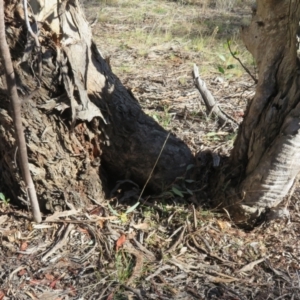 Apis mellifera at Jerrabomberra, NSW - 16 Jun 2021