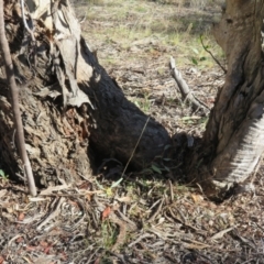 Apis mellifera at Jerrabomberra, NSW - 16 Jun 2021