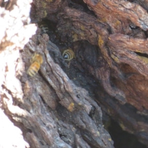 Apis mellifera at Jerrabomberra, NSW - 16 Jun 2021