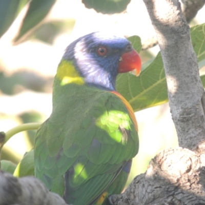 Trichoglossus moluccanus (Rainbow Lorikeet) at Conder, ACT - 13 Mar 2021 by MichaelBedingfield