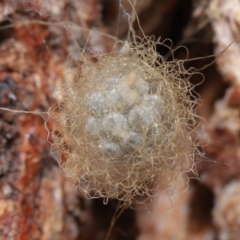 Australomimetus sp. (genus) (Unidentified Pirate spider) at Acton, ACT - 15 Jun 2021 by TimL