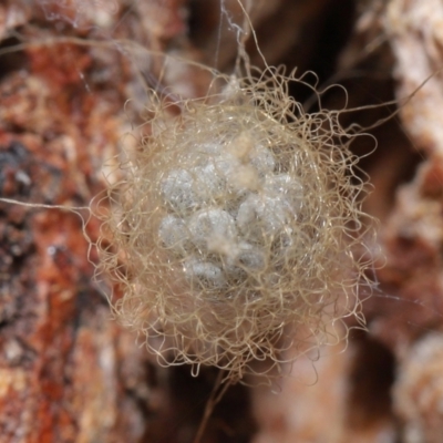 Australomimetus sp. (genus) (Unidentified Pirate spider) at Acton, ACT - 15 Jun 2021 by TimL