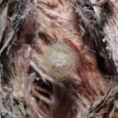 Australomimetus sp. (genus) at Acton, ACT - 15 Jun 2021