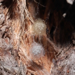 Australomimetus sp. (genus) at Acton, ACT - 15 Jun 2021