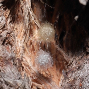 Australomimetus sp. (genus) at Acton, ACT - 15 Jun 2021