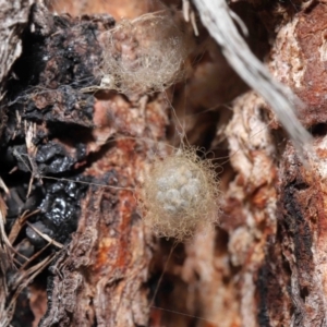 Australomimetus sp. (genus) at Acton, ACT - 15 Jun 2021