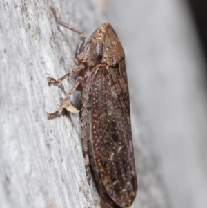 Stenocotis sp. (genus) at ANBG - 15 Jun 2021