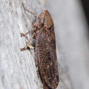 Stenocotis sp. (genus) at ANBG - 15 Jun 2021 12:47 PM