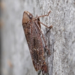 Stenocotis sp. (genus) at ANBG - 15 Jun 2021