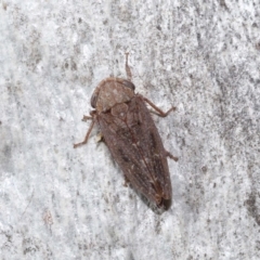 Stenocotis sp. (genus) at ANBG - 15 Jun 2021
