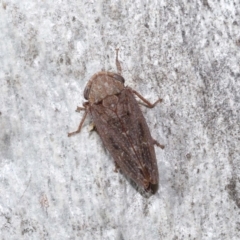 Stenocotis sp. (genus) at ANBG - 15 Jun 2021 12:47 PM