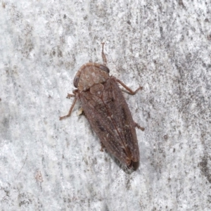 Stenocotis sp. (genus) at ANBG - 15 Jun 2021