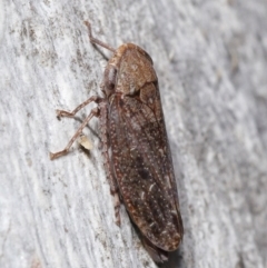 Stenocotis sp. (genus) at ANBG - 15 Jun 2021