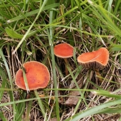 Leratiomcyes ceres (Red Woodchip Fungus) at Cook, ACT - 14 Jun 2021 by Heino1