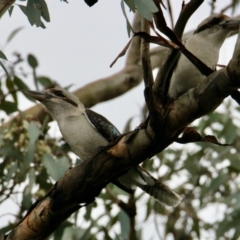 Dacelo novaeguineae (Laughing Kookaburra) at Springdale Heights, NSW - 17 Jun 2021 by PaulF