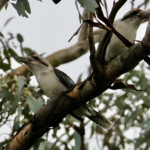 Dacelo novaeguineae at Springdale Heights, NSW - 17 Jun 2021 01:29 PM