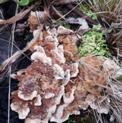 Unidentified Shelf-like to hoof-like & usually on wood at Flea Bog Flat, Bruce - 17 Jun 2021 by tpreston