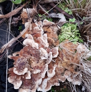 zz Polypore (shelf/hoof-like) at Bruce, ACT - 17 Jun 2021 04:33 PM