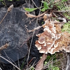 zz Polypore (shelf/hoof-like) at Bruce, ACT - 17 Jun 2021 04:33 PM