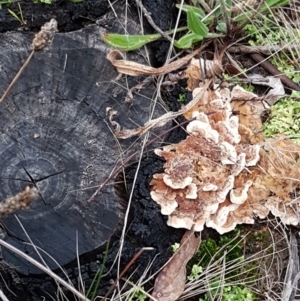 zz Polypore (shelf/hoof-like) at Bruce, ACT - 17 Jun 2021 04:33 PM