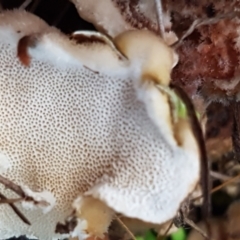 zz Polypore (shelf/hoof-like) at Bruce, ACT - 17 Jun 2021 04:33 PM