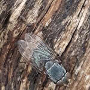 Calliphora sp. (genus) at Aranda, ACT - 17 Jun 2021